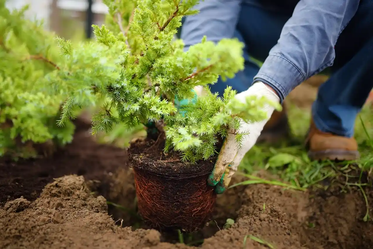 Shrub & Tree Planting